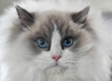 Chat ragdoll, photo du 2 mars 2019