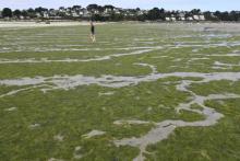 Algues vertes sur une plage bretonne en 2017.