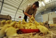 Dans la ferme de Claude et Annie Lataillade, à Bidache, le 23 mai 2016