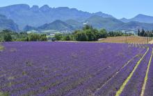 Un champ de lavande près de Chatuzange-le-Goubet, le 12 juillet 2019 dans le sud-est de la France