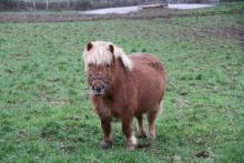 Un poney dans son champ.