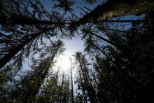 Des épicéas souffrant de la sécheresse, le 25 juillet 2019, dans la forêt de Nieheim, dans l'ouest de l'Allemagne.