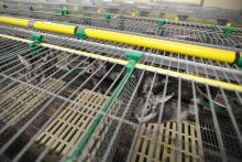 Des lapins de race Orylag dans des cages, le 19 décembre 2017 à Vandré, dans l'ouest de la France