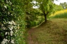 Le "sentier de l'aubépine" qui borde le parc "Pré Catelan" de l'oncle Swann mentionné dans le roman de Marcel Proust "A la recherche du temps perdu ", à Illiers-Combray le 13 juillet 2018