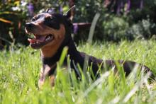 Un chien pinscher