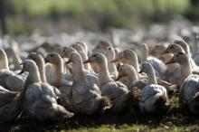 Un élevage de canards dans les Landes, à Benesse-Maremne, le 10 décembre 2015