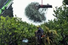 Arrachage à Menton le 10 septembre 2019 d'un olivier contaminé par la bactérie Xylella fastidiosa