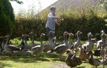 Dominique Douthe nourrit ses oies et ses canards, à Soustons (Landes), le 2 septembre 2019