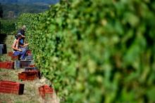 Les vendanges près de Rauzan (Gironde), dans l'Entre-deux-mers près de Bordeaux, le 3 septembre 2019