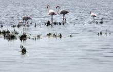 Flamands roses dans un étang du Parc Naturel de Camargue