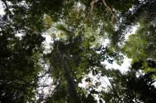 Les arbres et la forêt