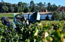 Les vendanges dans le Saint Emilion