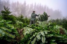 Un sapin, c'est dix ans de travail. En 2018, environ six millions de sapins naturels ont été achetés par environ 20% des foyers. Ici coupe de sapins dans les Vosges du Nord, à La Petite-Pierre, le 22 