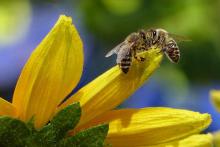 Les fruits, légumes, graines et noix qu’on a l’habitude de consommer chaque jour ne sont plus pollinisées, et cela constitue une terrible menace pour toute la biosphère