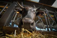 Un boeuf Wagyu de l'élevage d'Emmanuel Rialland, à Petit-Mars, le 29 juin 2018