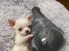 Lundy et Herman, un chiot et un pigeon handicapés sont les meilleurs amis du monde