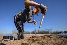 Une jeune femme cueille une asperge, le 2 avril 2020 dans une exploitation agricole à Brumath (Haut-Rhin), près de Strasbourg