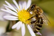 Face à la fronde des défenseurs de l'environnement contre l'homologation de deux insecticides dénonc