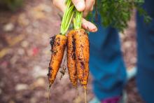 Les fruits et légumes non-bio seraient plus pollués qu’annoncé