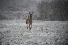 La justice a débouté jeudi des chasseurs qui avaient porté plainte contre le cinéaste Luc Besson en l'accusant de laisser proliférer sur sa propriété de l'Orne des cerfs au détriment des champs voisin