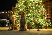 Les chiens ne doivent pas être des cadeaux de Noël 