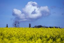 Un champ de colza en fleurs, le 6 mai 2016 à Saint-Philbert-sur-Risle, en Normandie