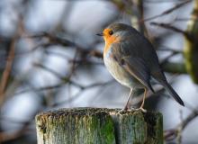 Les rouges-gorges aussi victimes de la "chasse à la glu"