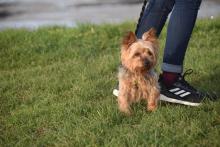 Chien avec son maitre