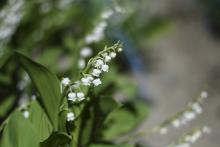 Récolte du muguet à Saint Philbert-de-Grand-Lieu, près de Nantes, le 14 avril 2020