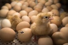 Des poussins dans une couveuse au Salon de l'agriculture, à Paris le 26 février 2017