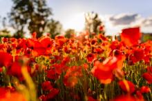 Un champ de coquelicots