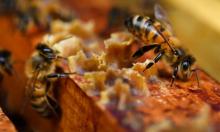 Des abeilles sur des cadres de miel à Ploerdut, dans l'ouest de la France, le 19 juin 2018