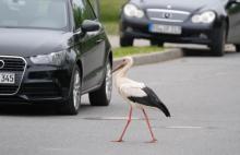 Les animaux et les plantes sont impactés par les nuisances sonores