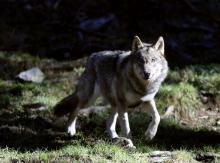 Un loup dans le parc du Mercantour en novembre 2012