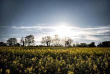 Photo prise le 18 avril 2018 d'un champ de colza près de Lyon. France a une riche biodiversité, avec 10% des deux millions d'espèces connues