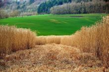 Un champ de miscanthus 