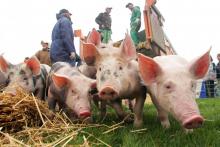 Très recherchée par les Chinois, la viande de porc française a vu ses exportations vers la Chine chuter de 22.000 tonnes en novembre 2020, juste avant l'explosion du coronavirus, à 7.000 tonnes en jan