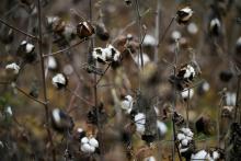 Un champ de coton le 22 novembre 2021 à Montréal, dans le Gers