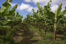 Une plantation de bananiers en Guadeloupe, en 2018