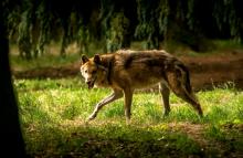 Un loup du zoo de la Bourbansais à Pleugueneuc, en Ille-et-Vilaine, le 15 juillet 2015