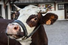 Neige, la vache égérie du Salon de l'agriculture, le 23 novembre 2021 dans une ferme du Grand-Bornand, en Haute-Savoie