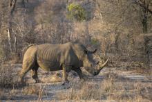 Un rhinocéros blanc dans le parc national Kruger, en Afrique du Sud, le 20 août 2018