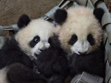Les jumelles pandas du ZooParc de Beauval, Huanlili et Yuandudu,le 14 mars 2022 à Saint-Aignan