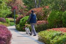 Une habitante de Shanghai promène son chien dans les espaces verts d'une résidence, pendant le confinement, le 16 avril 2022