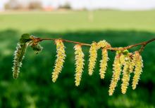 Les allergiques souffrent particulièrement cette année en raison de conditions météorologiques favorables à la dispersion de fortes concentrations de pollen